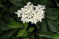 Sambucus nigra Sambucus nigra